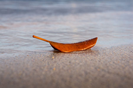 Texture, dry leaf on the beach 