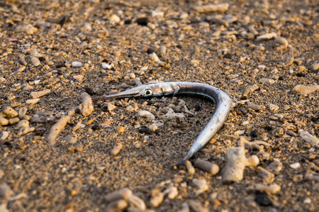 dead fish on the sand beach for background の写真素材