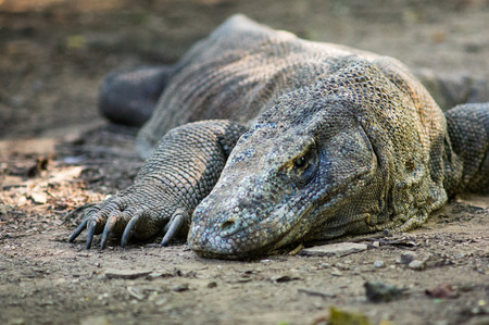 Komodo dragon or Varanus komodoensisの写真素材