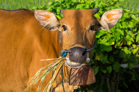 Young brown cow の写真素材