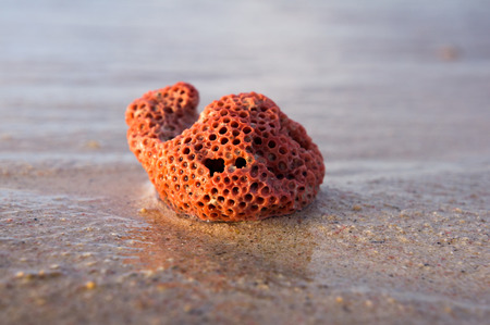 a red coral and sand on the beachの写真素材