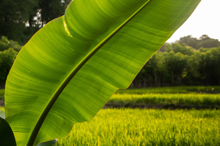 Landscape Sumbawa,Indonesiaの写真素材
