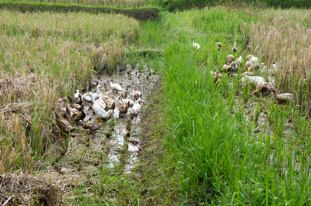 Ducks in a rice paddy, Indonesia, Asia の写真素材