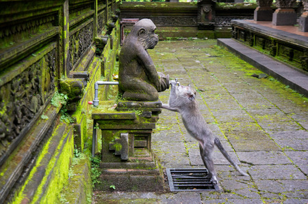 Moneky forest Ubud, Bali, Indonesia