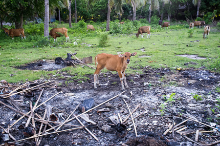 brown cows on pasture, Lombok, Indonesia, Asiaの写真素材