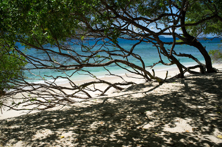 Tree on the beach in Gili island, Indonesiaの写真素材