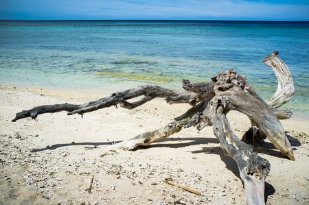 Large driftwood piece on beach, Gili island, Indonesia, Asiaの写真素材