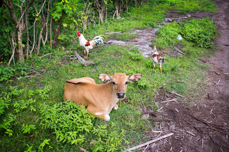 Cow on pasture in palm grove, Trawangan, Gili, Lombok, Indonesiaの写真素材