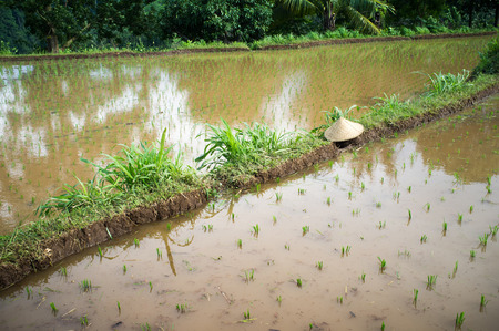 common rice (Oryza sativa), rice fields, Indonesia, Lombokの写真素材