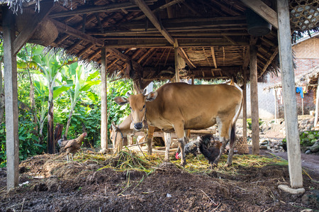 cow in bamboo stall Senaru, Lombok,  Indonesiaの写真素材