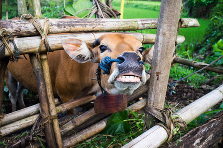 cow in bamboo stall Senaru, Lombok,  Indonesiaの写真素材