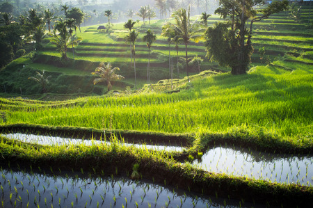 Rice fields, Senaru, Lombok, Indonesia, Southeast Asia, Asiaの写真素材