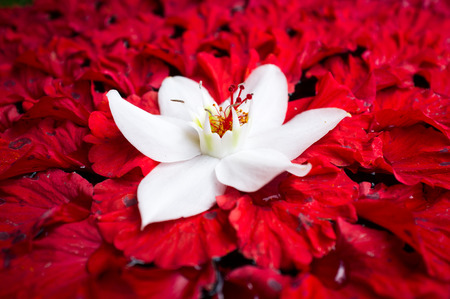 petals and leaves floating in water outside of a shop in Ubud, Bali, Indonesiaの写真素材