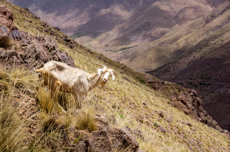 Toubkal National Park, High Atlas, Morocco