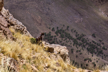 Toubkal National Park, High Atlas, Moroccoの写真素材