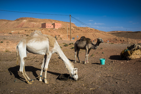 Camels in front of a small village in the Atlas mountains region of central Moroccoの写真素材