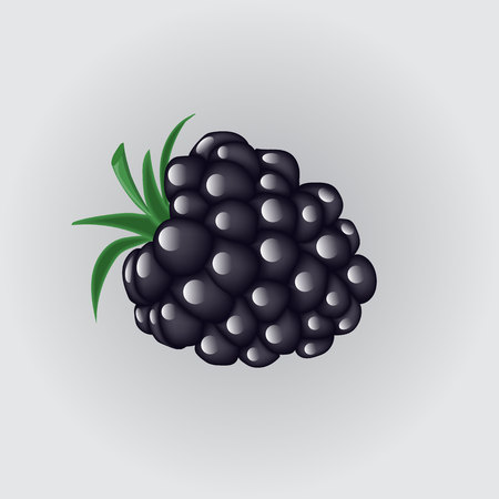 Blackberries isolated on a white backgroundのイラスト素材