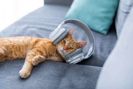 Young ginger cat with headphones. Cropping the front of the cat in the frame. high quality photoの写真素材