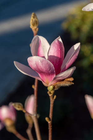 Beautiful pink magnolia flowers close-up with water droplets on petals. Water drops on petals after rain. The villi of the plant are clearly visibleの写真素材