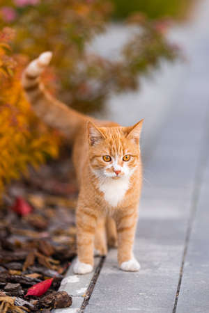 ginger kitten in search of something tasty. cat walks down the street looking for something interesting. Autumn. bright foliageの写真素材