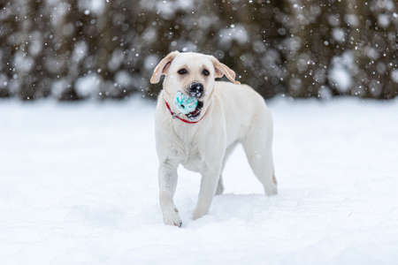 a labrador retriever puppy is walking through the snow, carrying a ball in his teeth. snowing. one front paw is raised. looking at the camera.の写真素材