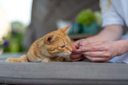 ginger cat reaches for a female hand for a piece of food. The woman has a multi-colored manicure.の写真素材