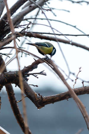 There is small tit sits and pecks at a seed on one of the leafless branches of sakura. Cloudy cold weather outside.の写真素材