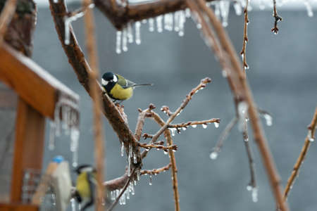 titmouse on a sakura branches during freezing rain. ice in the rainの写真素材