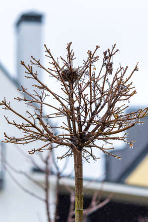 Tree with ice glaze. Rain and frost. Birds left a small nest in the tree. maple on a trunkの写真素材