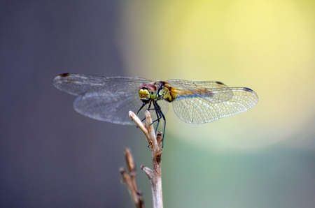 Dragonfly on a branch. macro photoの写真素材