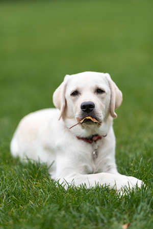 a grown up Labrador puppy lies on the lawn, holding a tree leaf in its mouth. Front paws crossedの写真素材