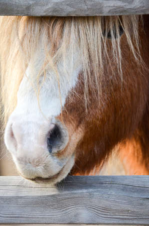 a horses head peeks out from behind the fence. Thick bangs almost completely cover the eyes.の写真素材