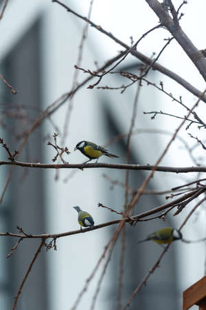 Titmouse looking for food near the human house. There are three titmouses on the photo.の写真素材