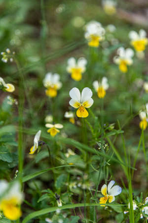 wildflowers yellow-white pansies in luscious summer grassの写真素材