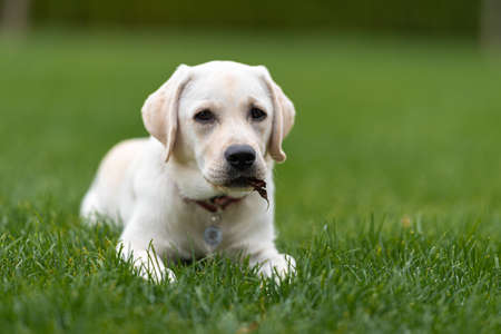 a grown up Labrador puppy lies on the lawn, holding a tree leaf in its mouth. Looking to the cameraの写真素材