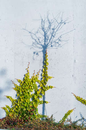 Green virginia creeper are grow up the wall.の写真素材