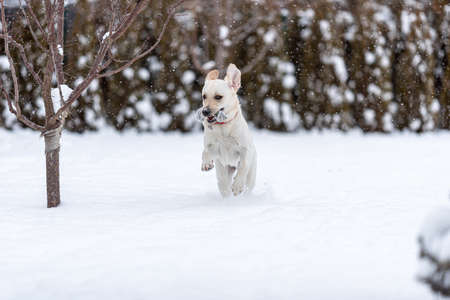 8 month old labrador puppy frolicking in freshly fallen snow. photo during the jump. dog carries her toy. ears flew up.の写真素材