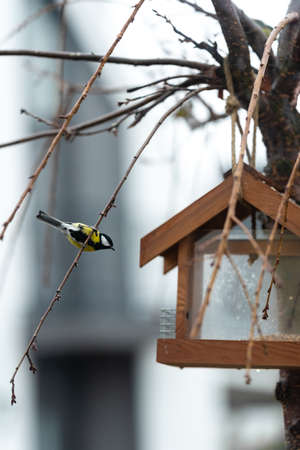 A tit sits on one of the leafless sakura branches. A bird feeder in the form of a house hangs on a tree.の写真素材