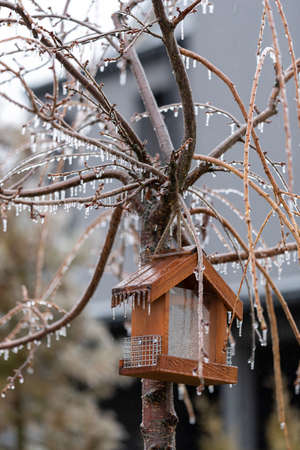 Icy rain on a tree. raindrops freezing into iciclesの写真素材