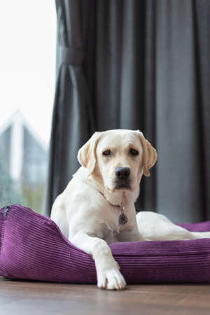 the labrador lies and restsの写真素材