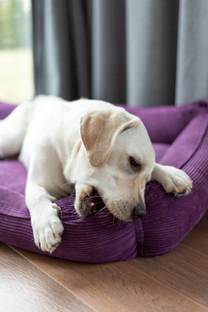 Labrador lying down playing, trying to tear the fabric of the loungerの写真素材
