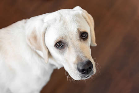 the head of a labrador with the look of a beggar. An eternally hungry animalの写真素材