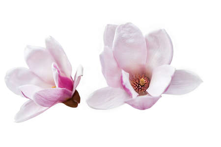 Two magnolia flowers isolated on transparent background. close-up of beautiful magnolia flowers.の写真素材