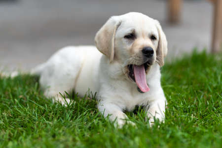 little labrador retriever puppy lies on the grass and yawns. long tongueの写真素材