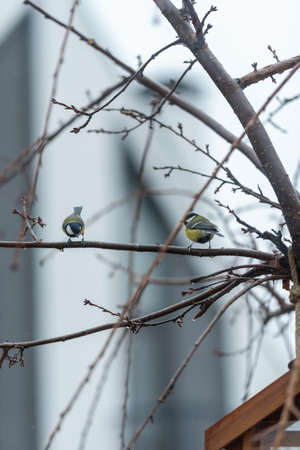 Two titmouses are sitting on one branch of sakura.の写真素材