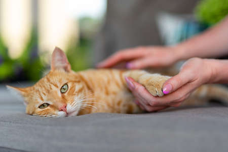 the cat lies on a cushion of garden furniture. the owner of the cat holds the cats paw in her hand.の写真素材
