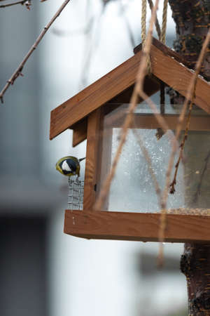 titmouse is sitting in the feeder. A bird feeder in the form of a house hangs on a tree.の写真素材