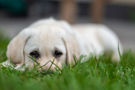little labrador retriever puppy hid in the grass. Eyes visible