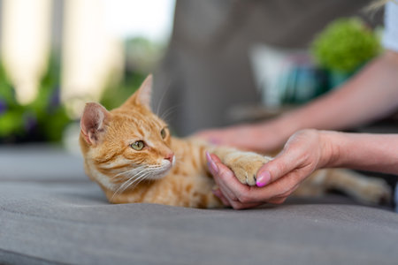 cat lies on a cushion of garden furniture. the owner of the cat holds the cats paw in her hand.の写真素材