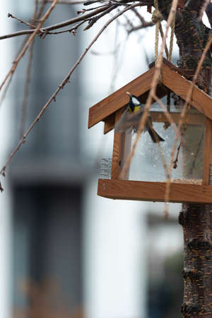 The titmouse flew out of the feeder with a seed in its beak. moment of flight.の写真素材